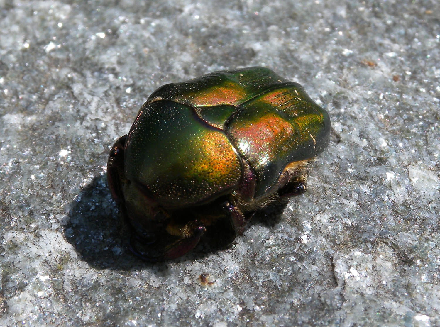 Cetonia sp.